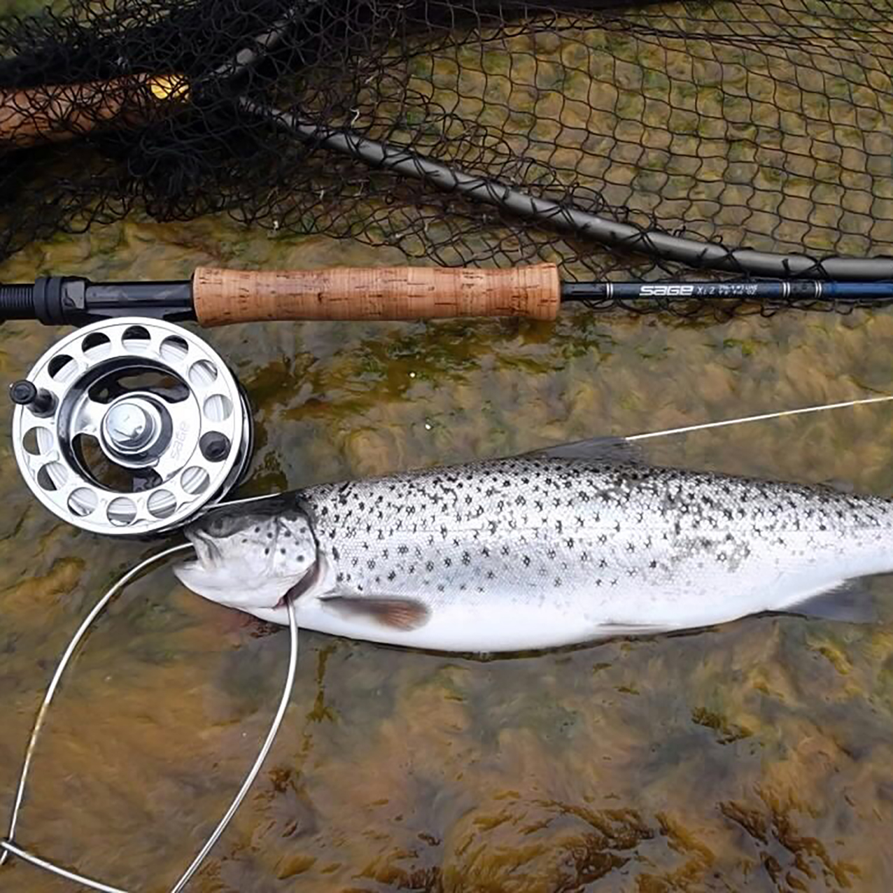 Fisch - Fleisch
