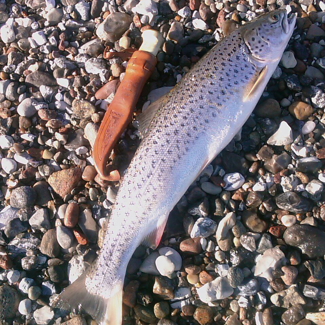 Fisch - Fleisch