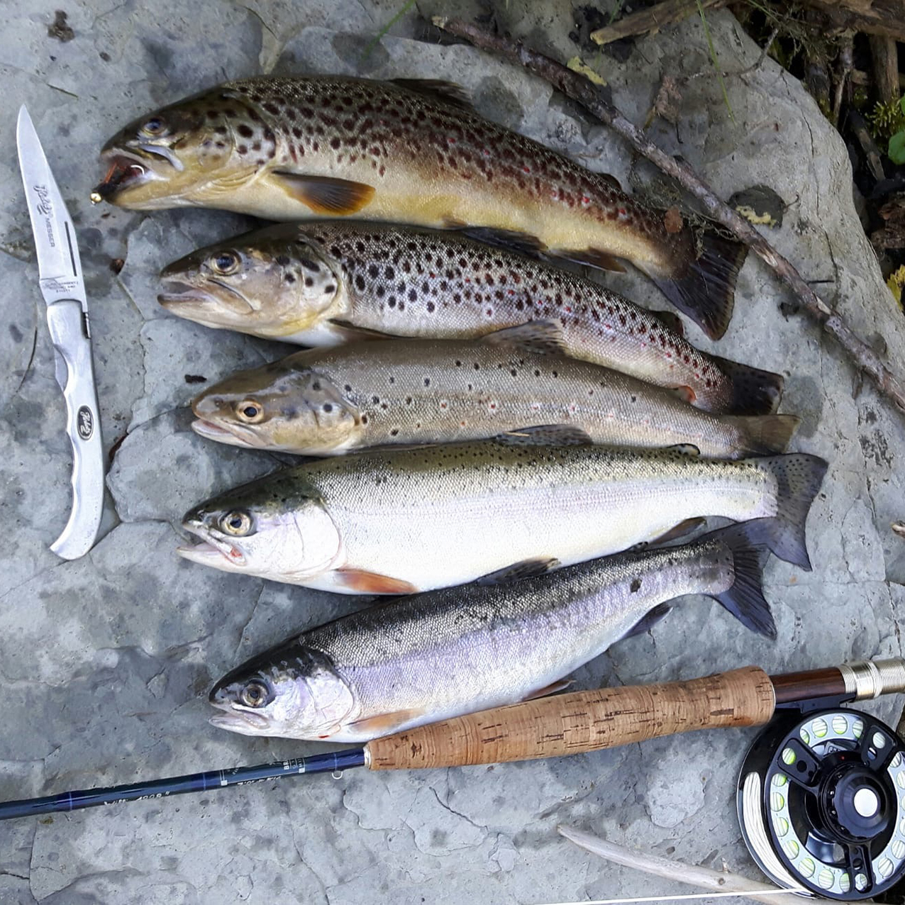 Fisch - Fleisch