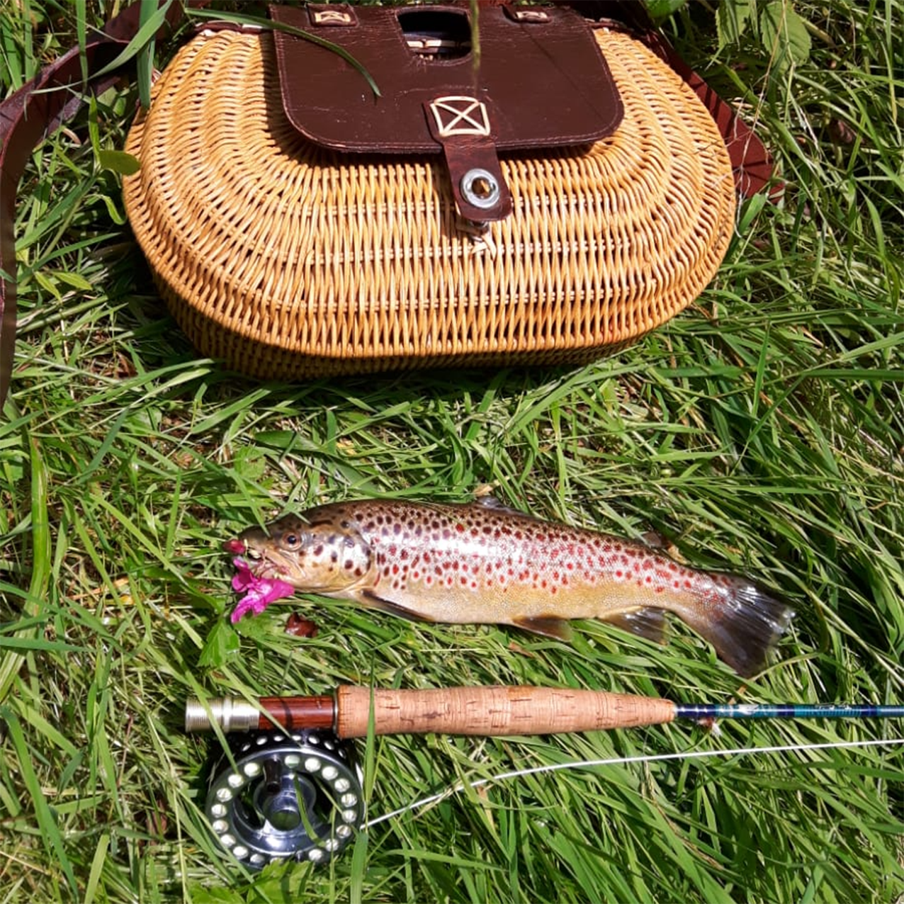 Fisch - Fleisch