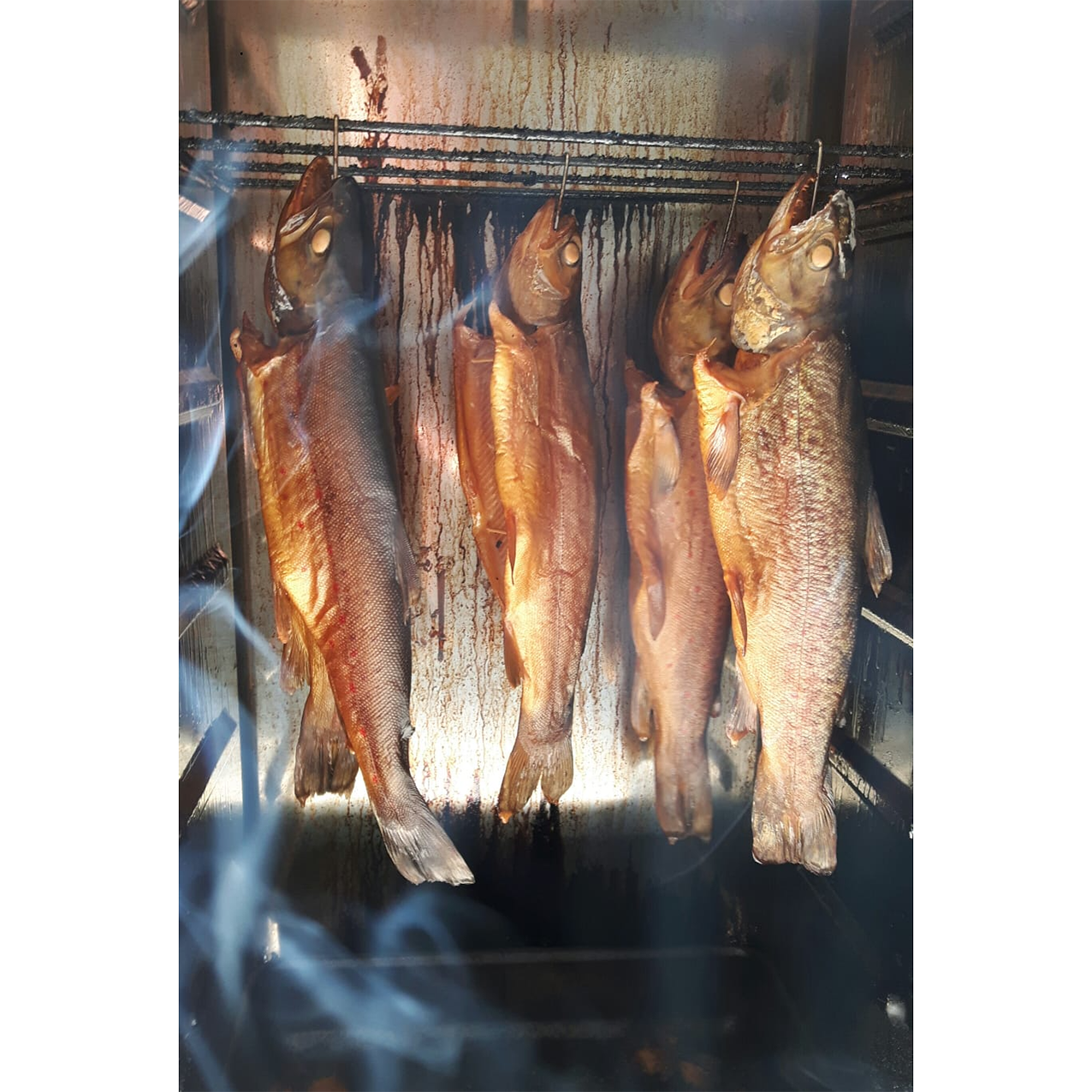 Fisch - Fleisch