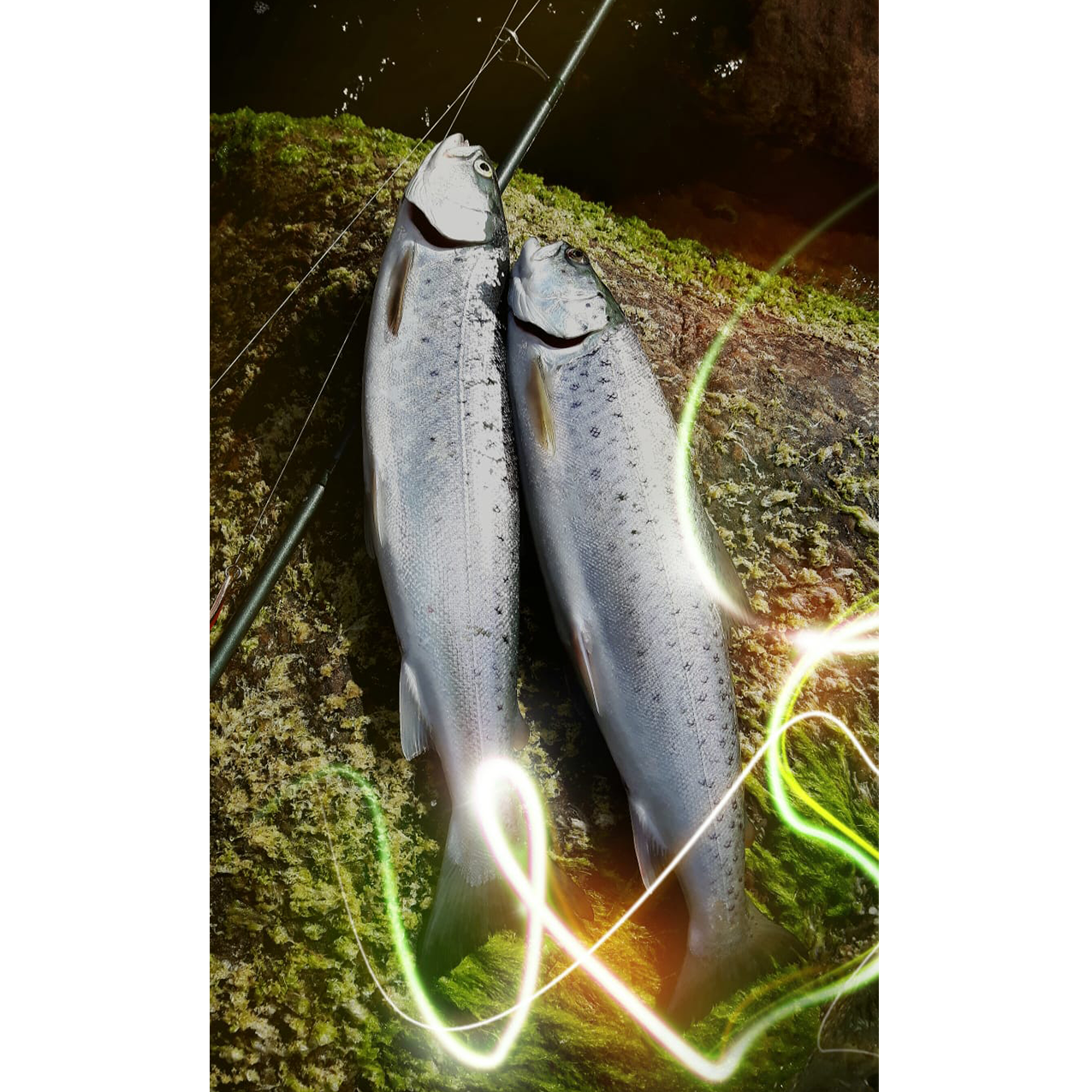 Fisch - Fleisch