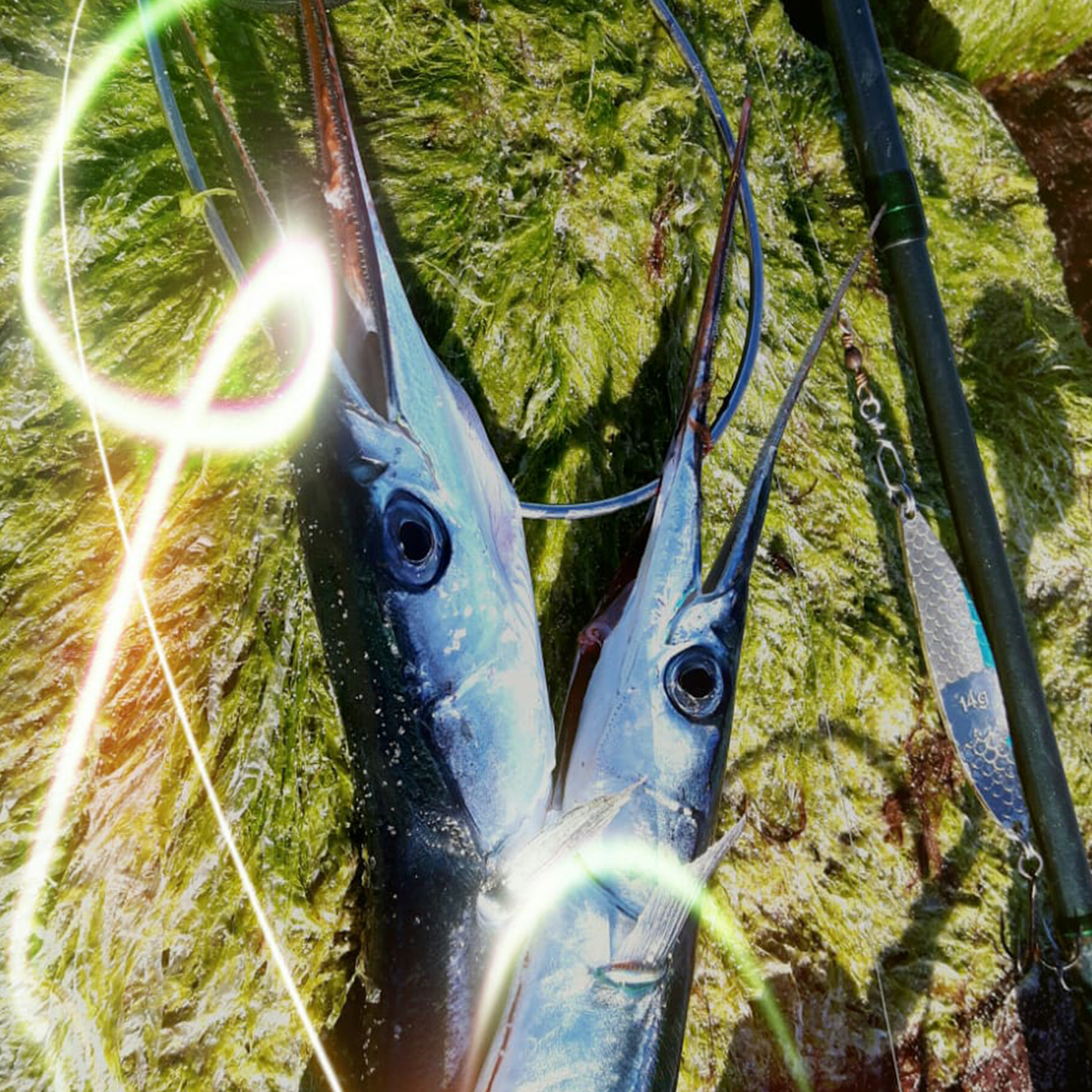 Fisch - Fleisch
