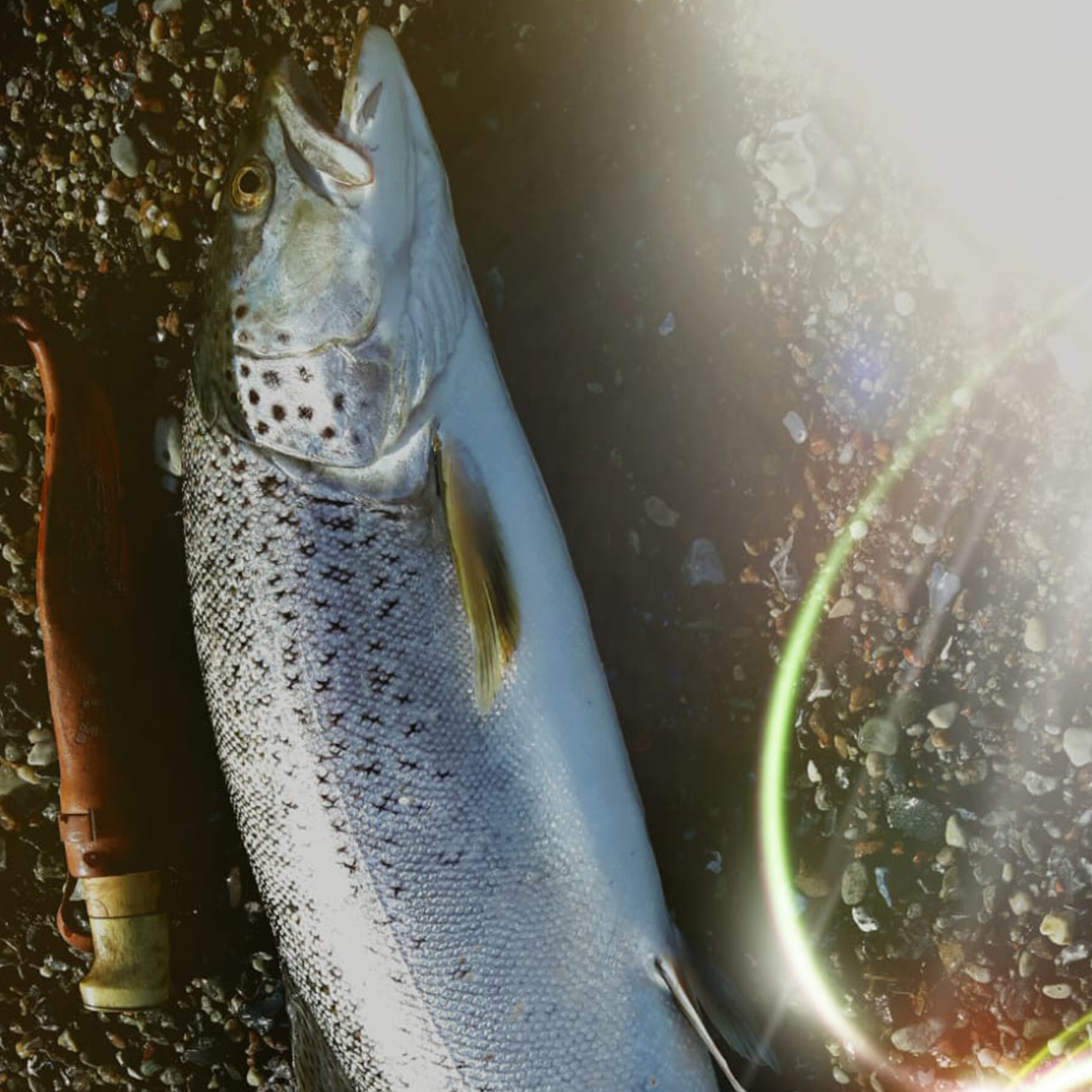 Fisch - Fleisch
