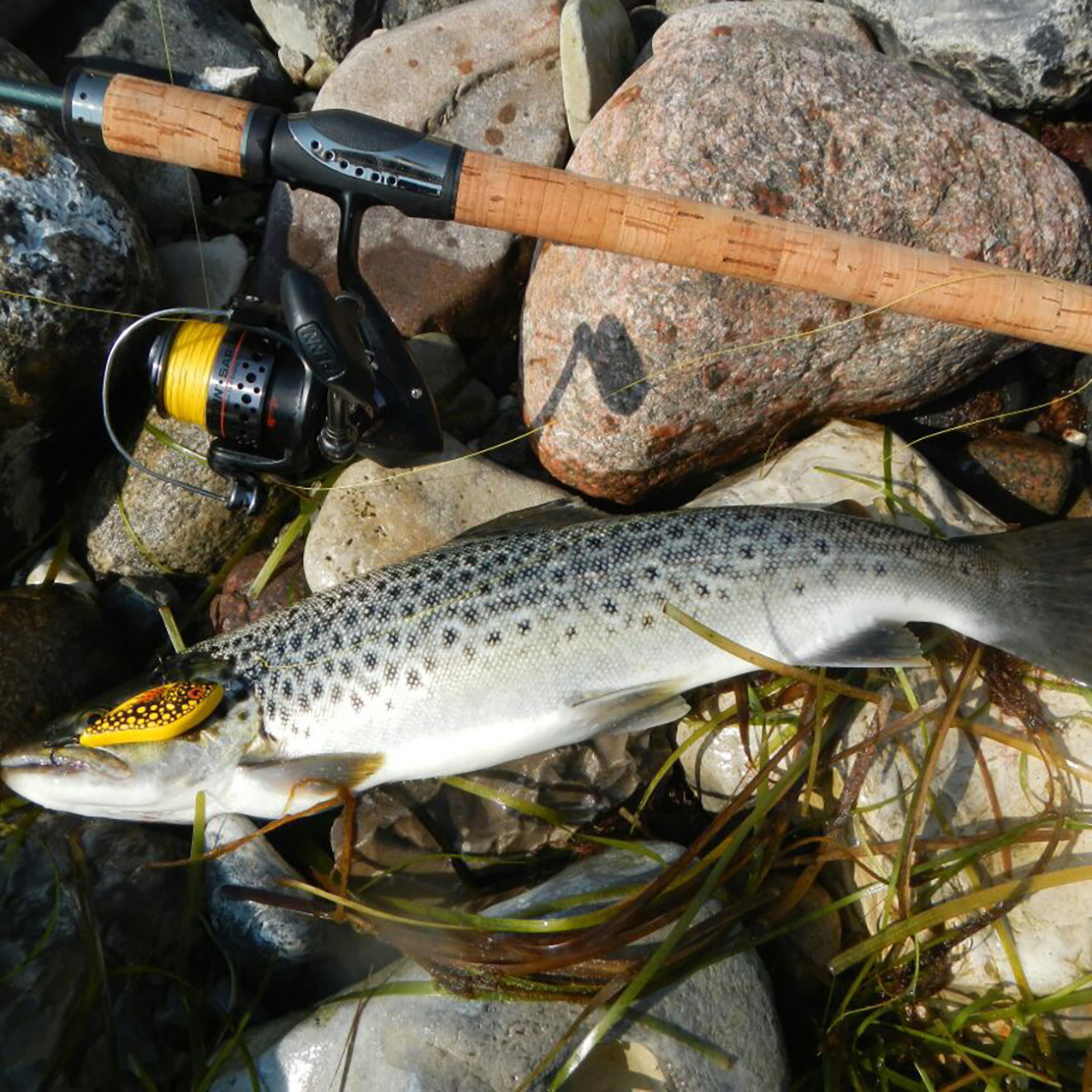 Fisch - Fleisch